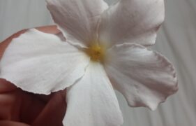 Grupo de WhatsApp evangelização